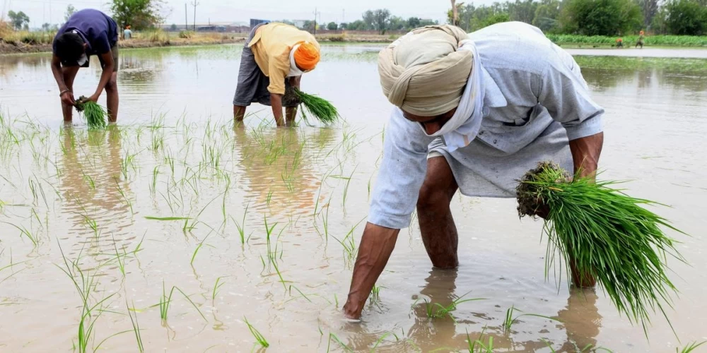 Hybrid rice debate deepens as farmers, industry leaders and former ICAR scientist voice concerns over Punjab ban Hybrid rice debate deepens as farmers, industry leaders and former ICAR scientist voice concerns over Punjab ban